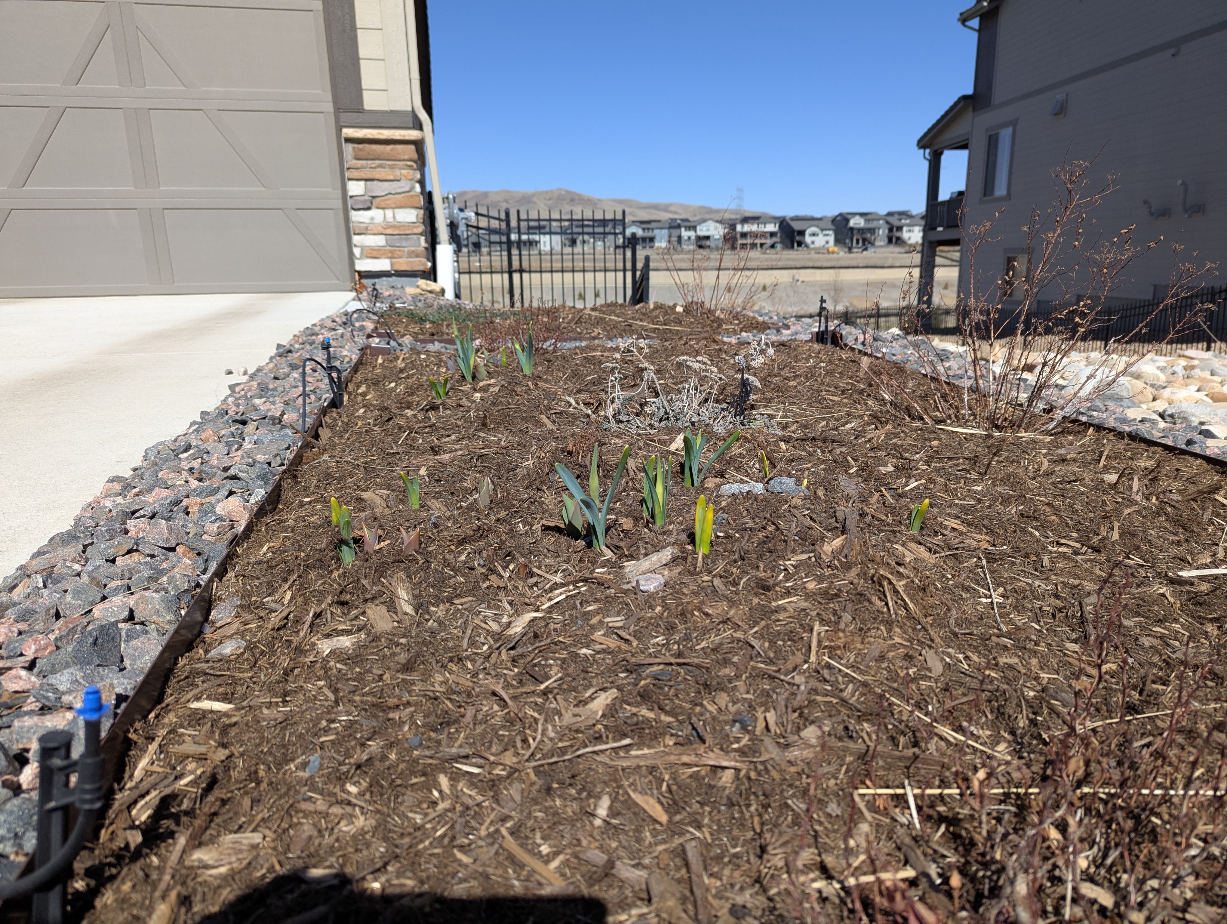 Gardening in Morrison, Colorado